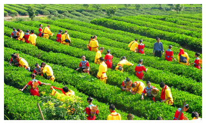 Guzhang Maojian Tea 