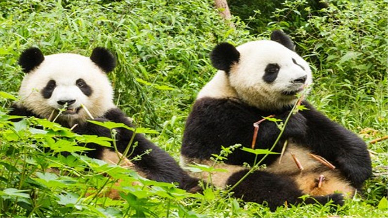 13 Days Best China Panda Tour