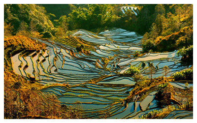 Longfeng Terraced Fields