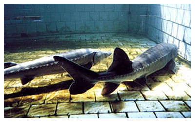 Chinese Sturgeon Museum 