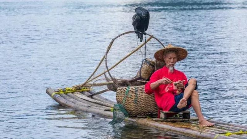 Cormorant Fishing On Li River