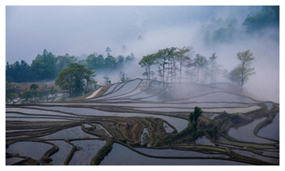 Yuanyang Rice Terrace