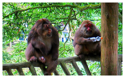 ​Emei Mountain Spirit Monkey