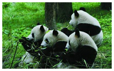 Wolong National Nature Reserve