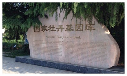 Luoyang Peony Garden
