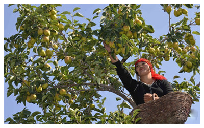 Xinjiang Fragrant Pears