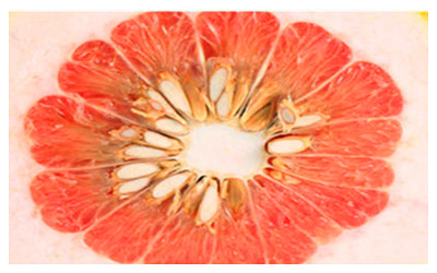 Chrysanthemum core pomelo 