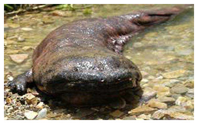 Zhangjiajie Giant Salamander