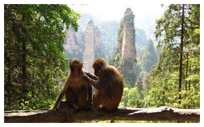 Monkeys in Zhangjiajie