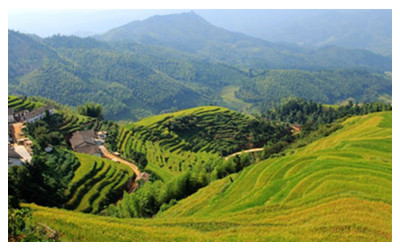 Shangbao Terraced Fields