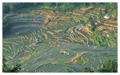 Jiangling Terraced Fields