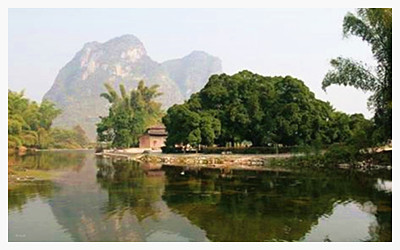 Yangshuo Banyan Tree 