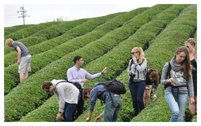 Experience Chinese Tea Culture in Guilin
